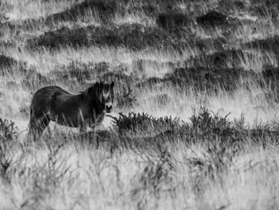 Exmoor Pony