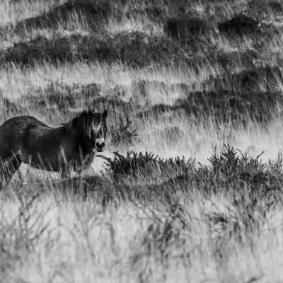 Exmoor Pony, United Kingdom