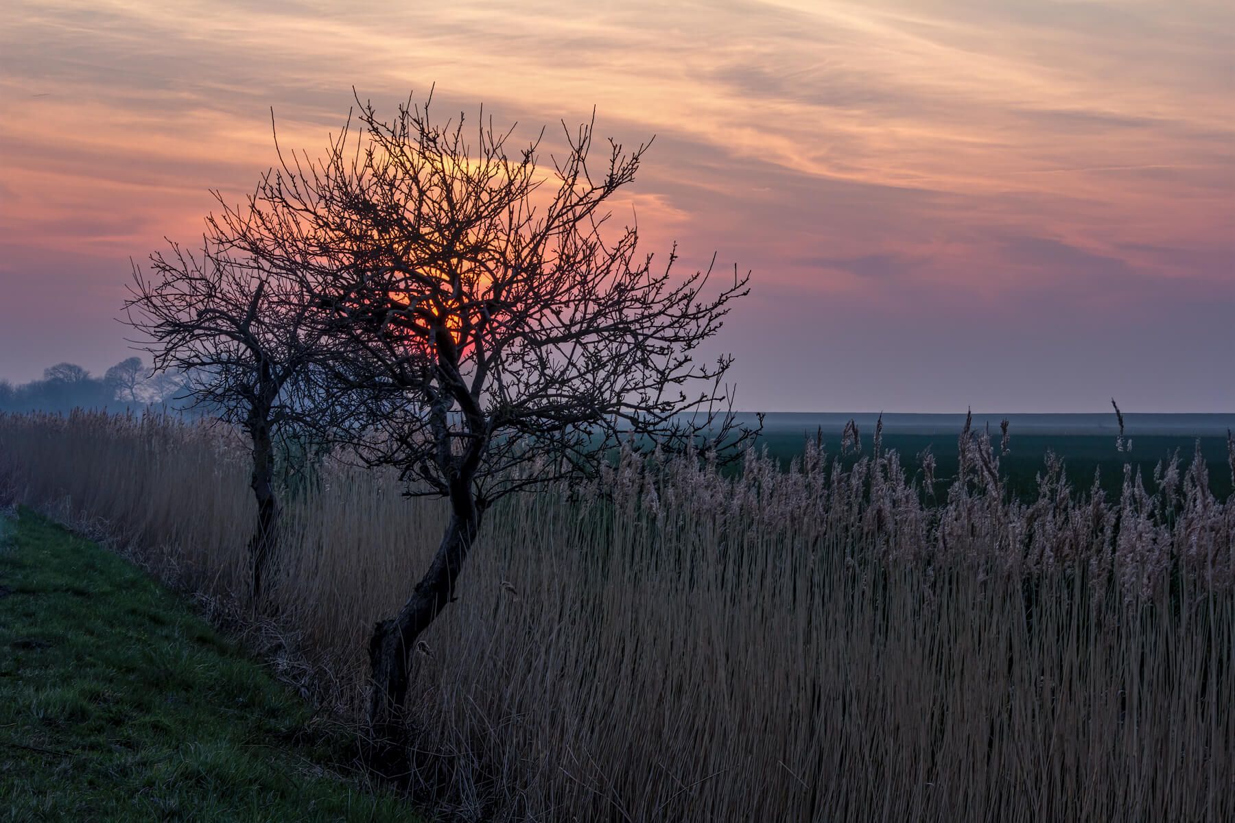 Field near Carolinensiel, Germany