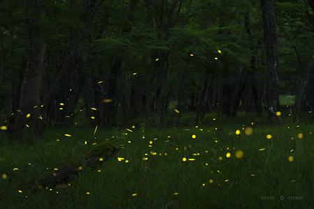 Fireflies forest near Primorsko