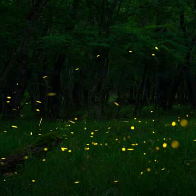 Fireflies forest near Primorsko, Bulgaria