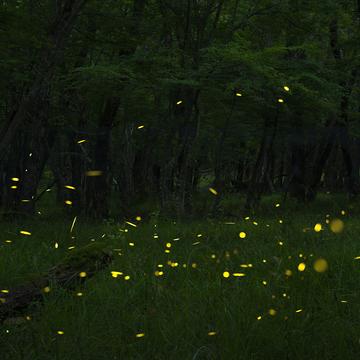 Fireflies forest near Primorsko, Bulgaria