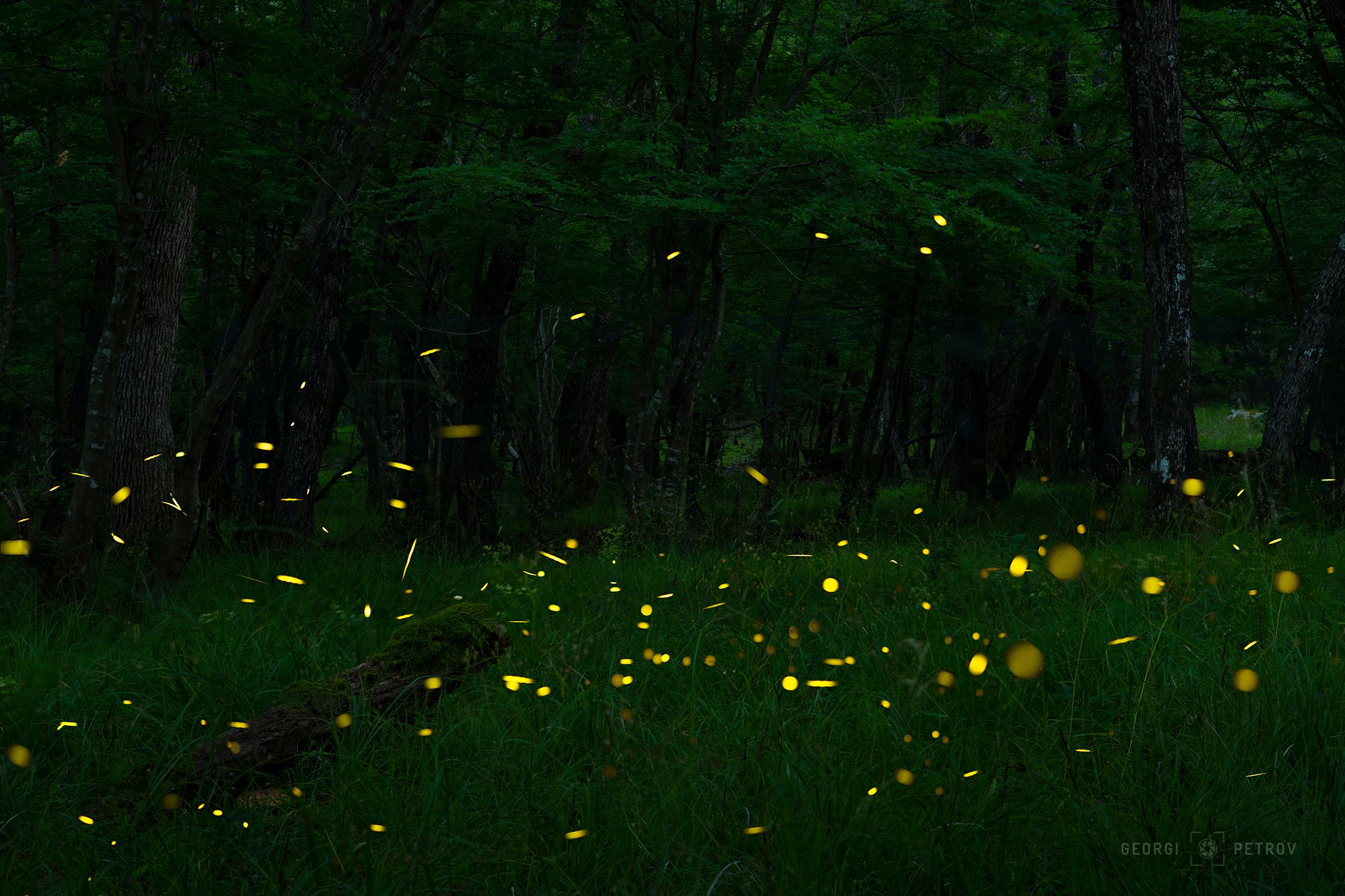 Fireflies forest near Primorsko, Bulgaria