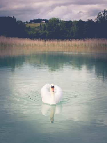 Fuschlsee