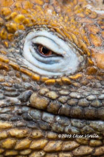 Galapagos land Iguana