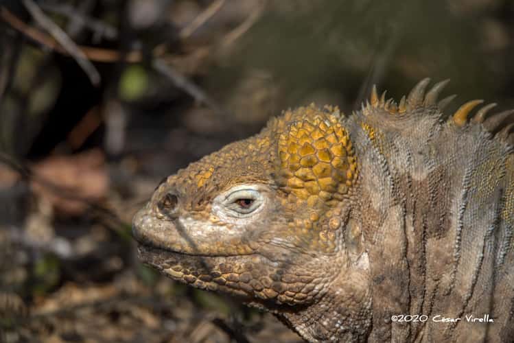 Galapagos land Iguana