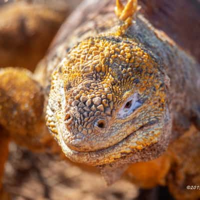 Galapagos land Iguana, Ecuador