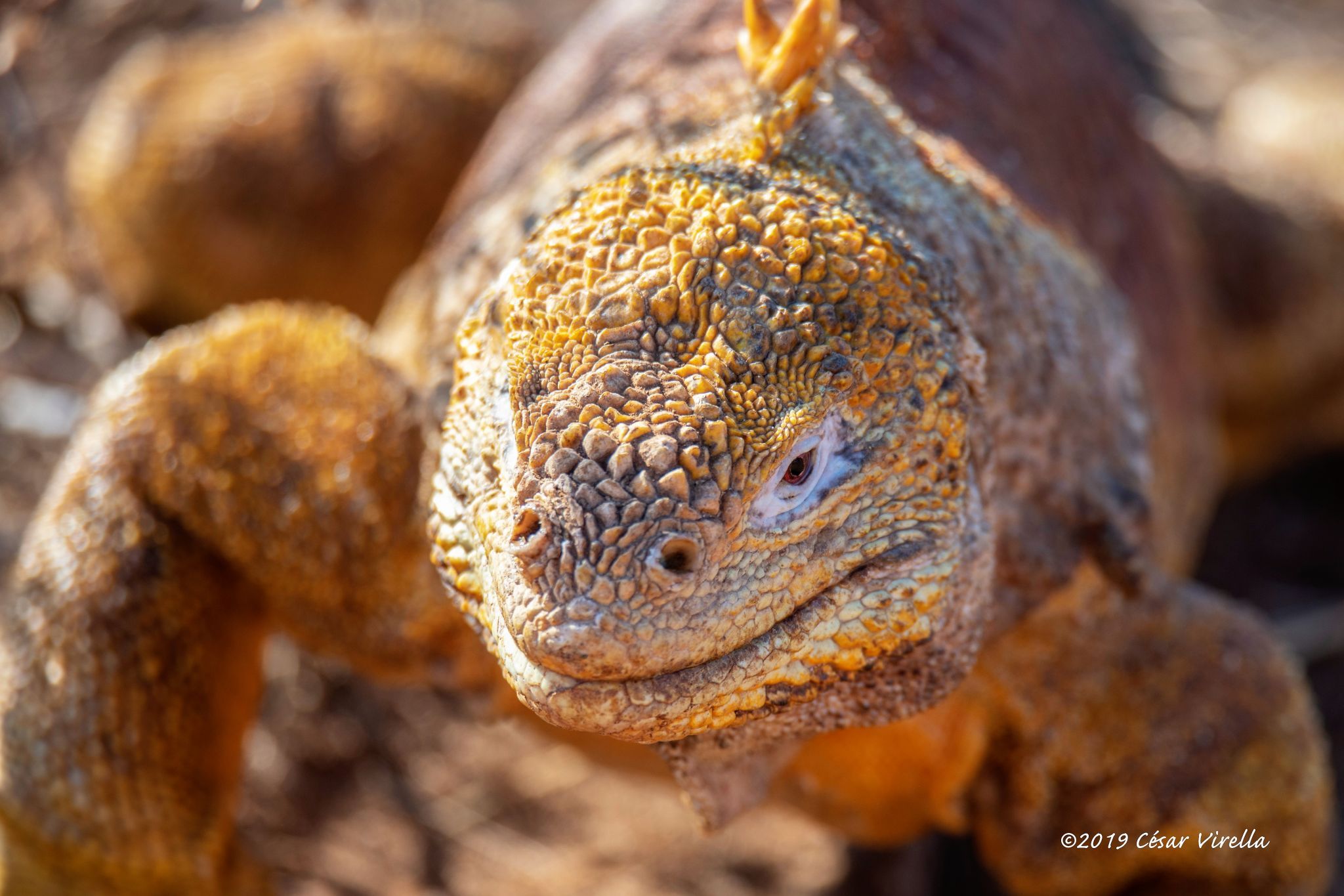 Galapagos land Iguana, Ecuador