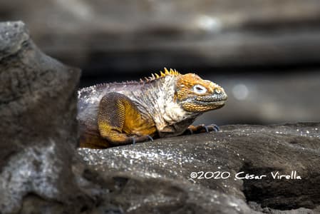 Galapagos land Iguana