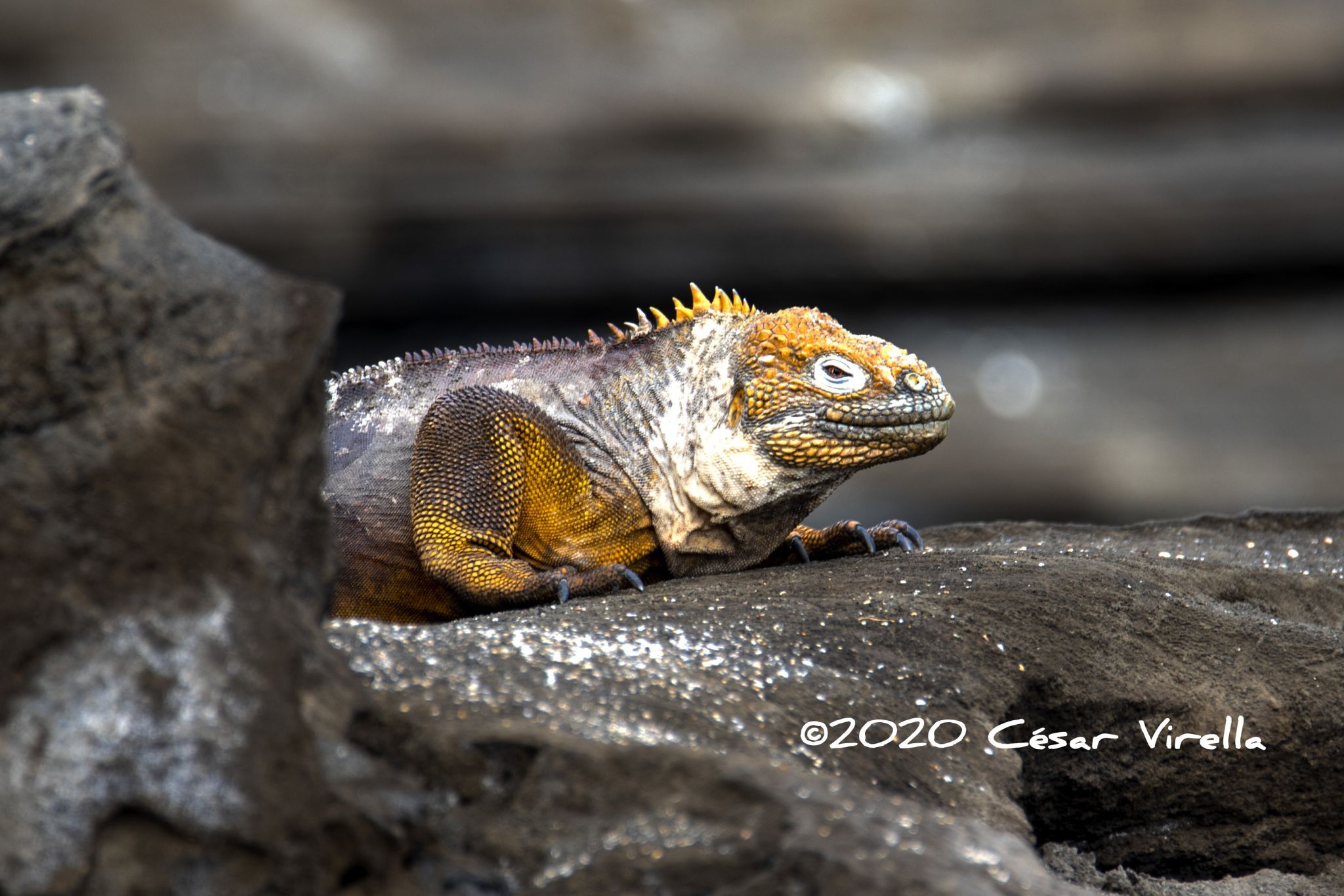 Galapagos land Iguana, Ecuador