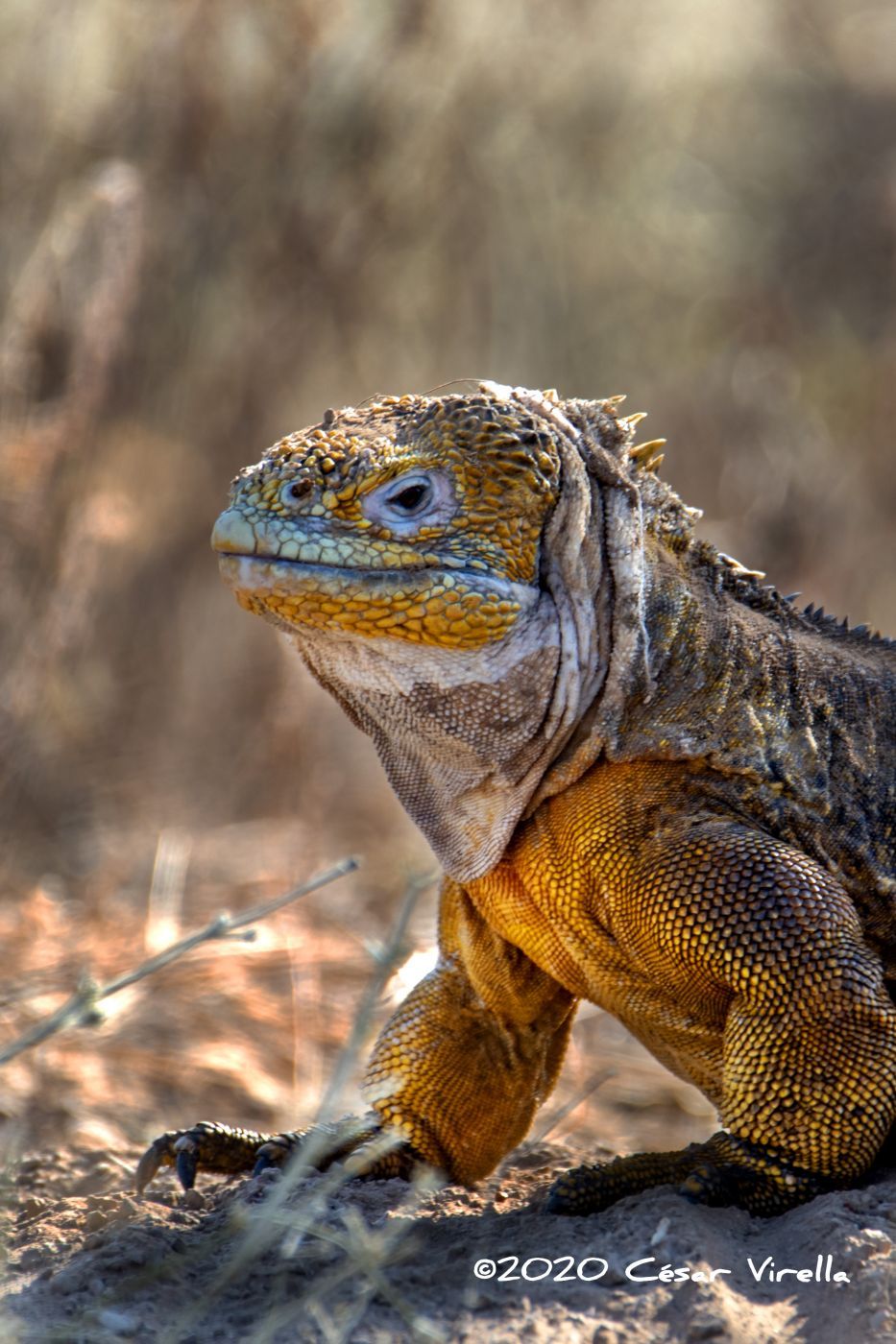 Galapagos land Iguana, Ecuador