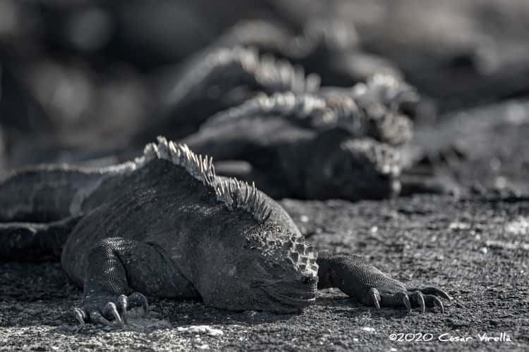 Galápagos marine iguana