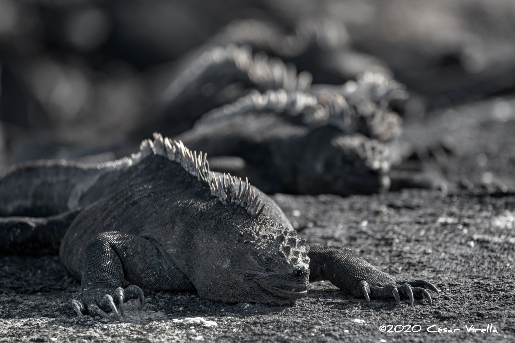 Galápagos marine iguana, Ecuador