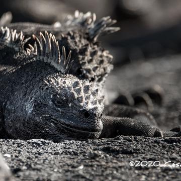 Galápagos marine iguana, Ecuador