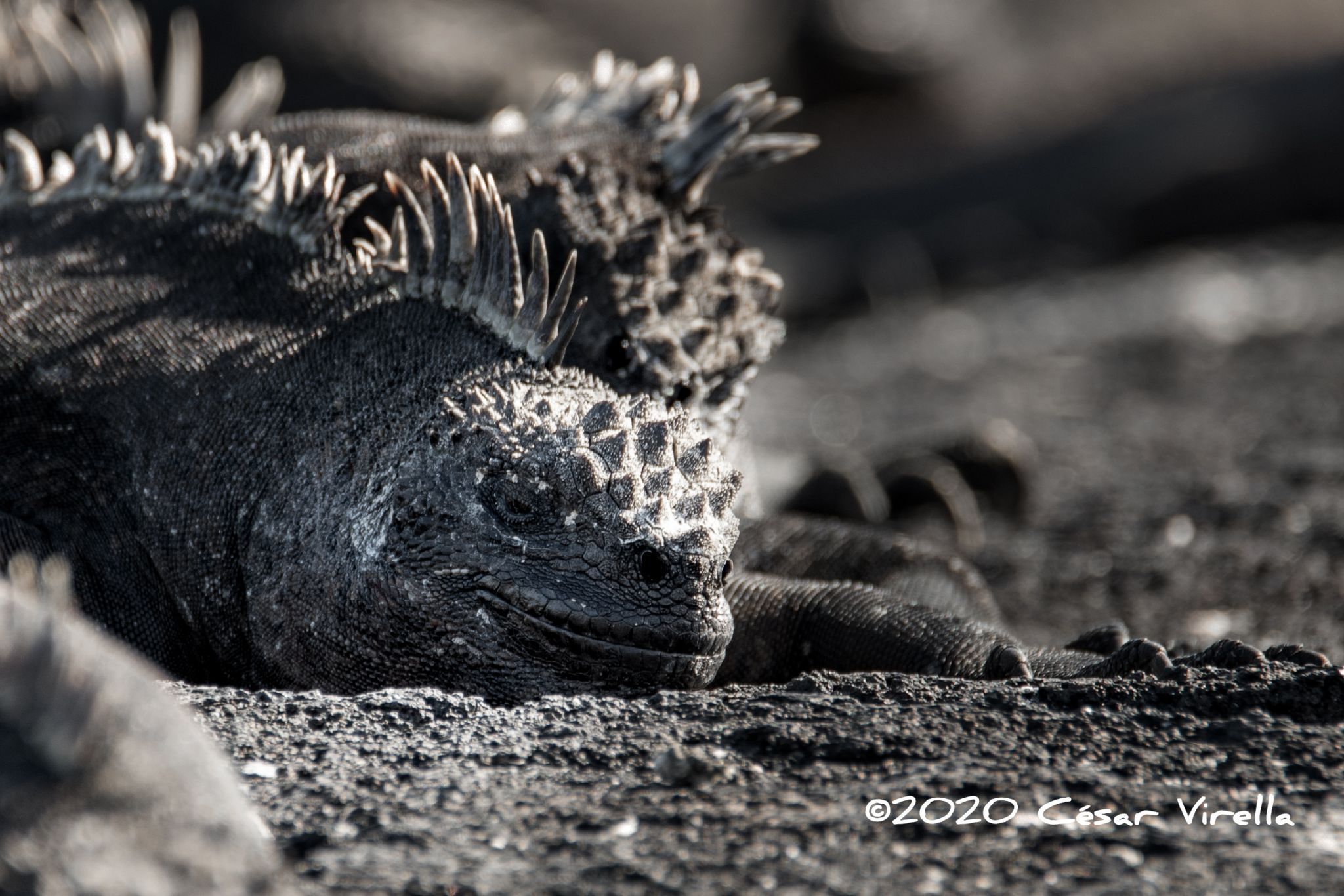 Galápagos marine iguana, Ecuador