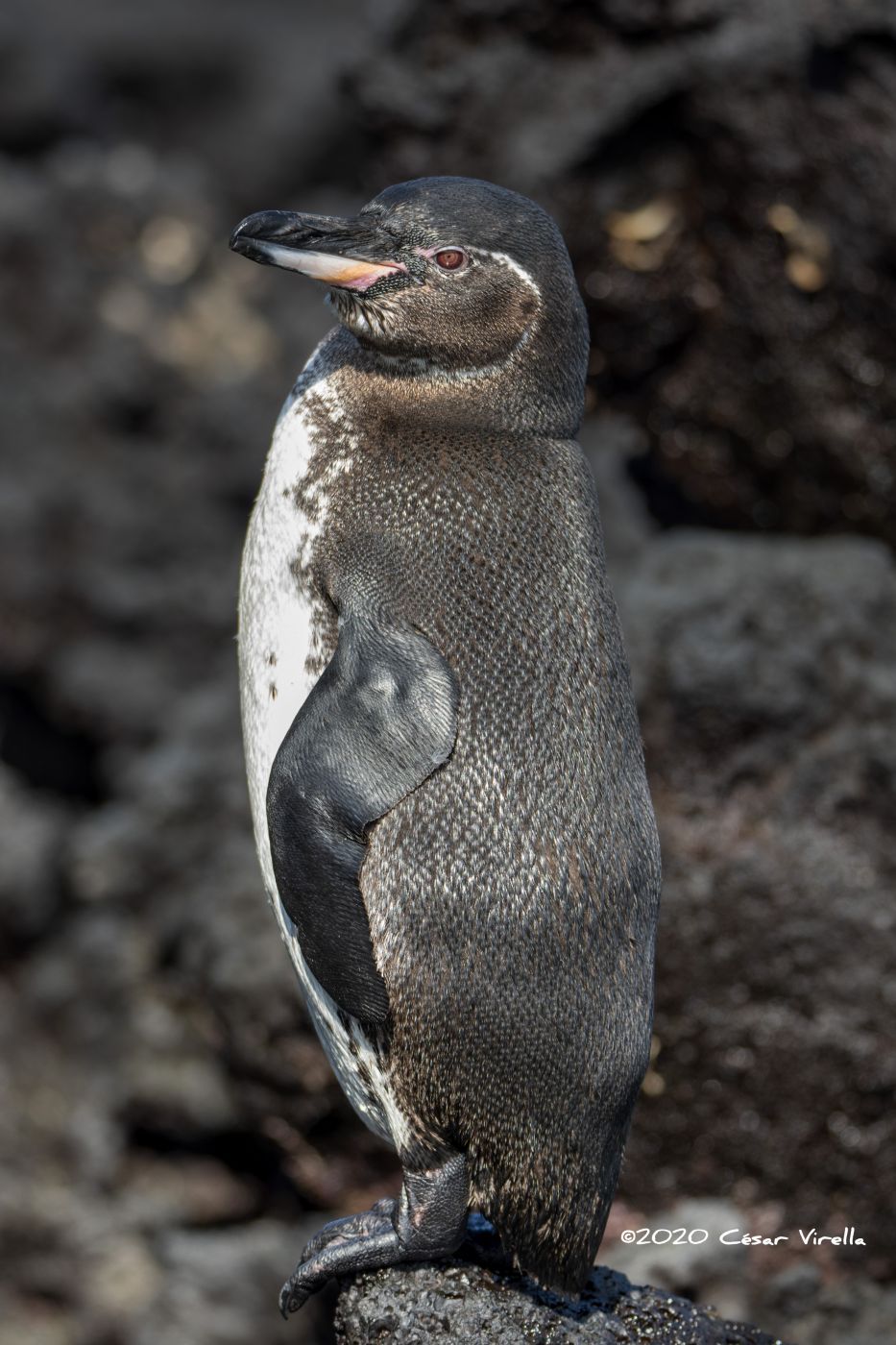 Galapagos pinguin, Ecuador