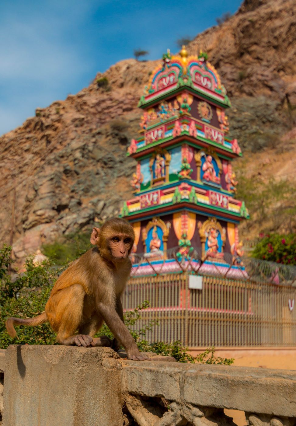 Hanuman Temple  Galtaji, India