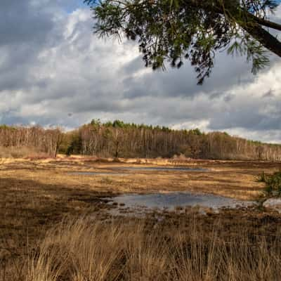 Heide near Genk, Belgium