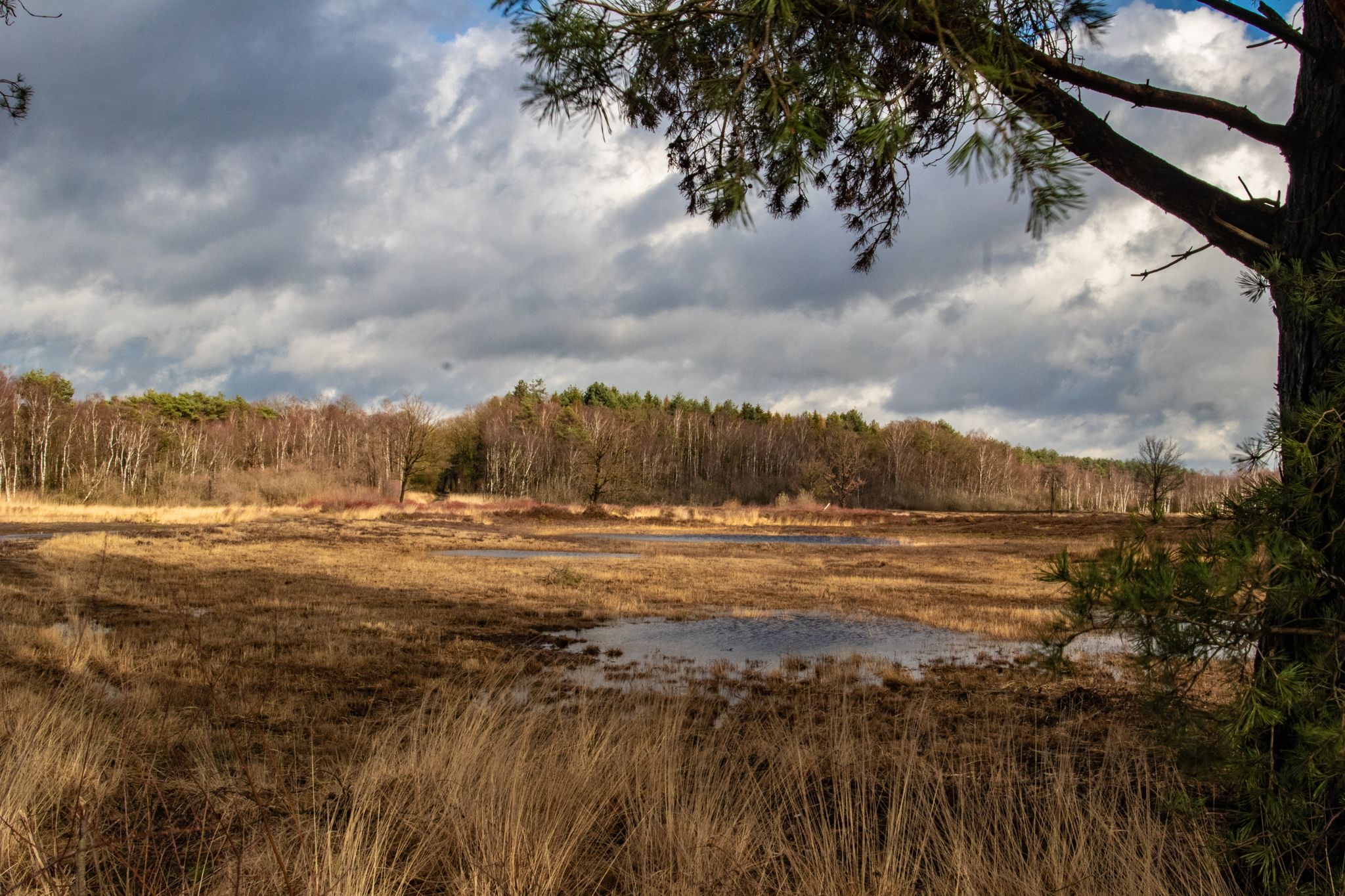 Heide near Genk, Belgium