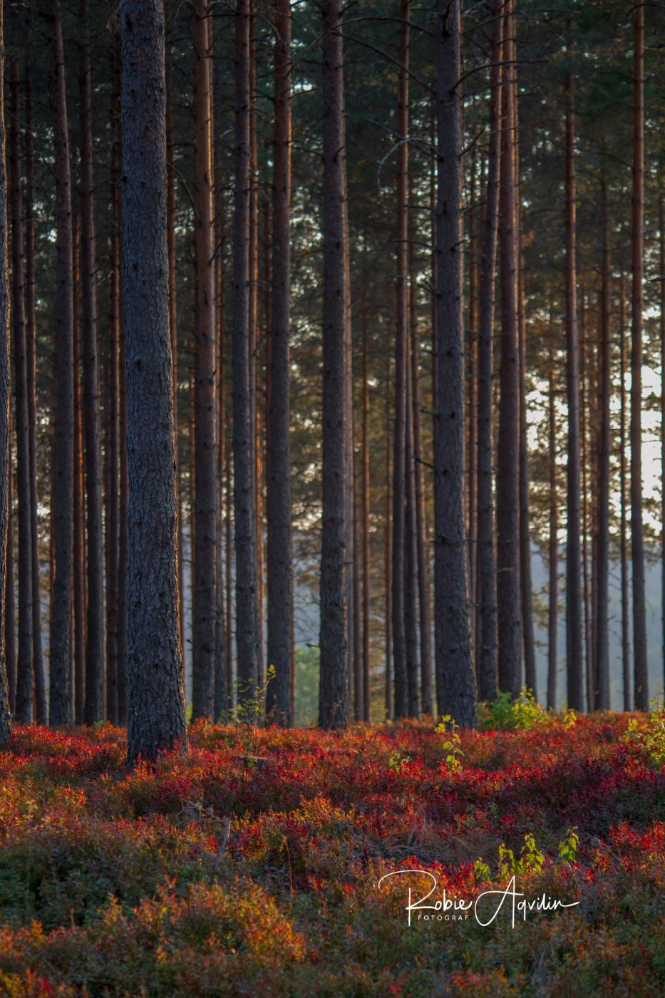 Isaberg golf club, Sweden