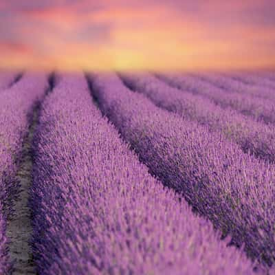 Lavender Field in Polesine, Italy