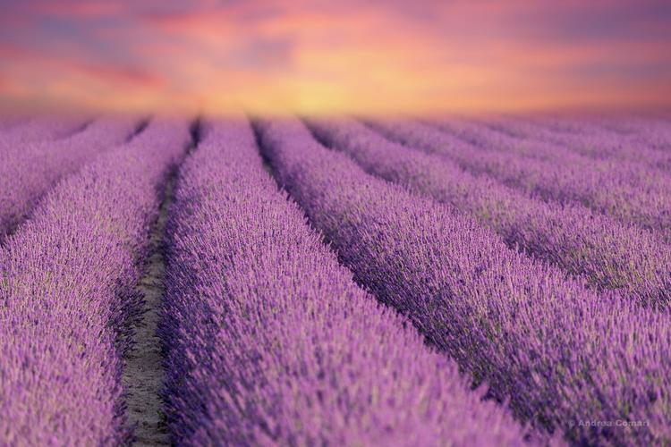 Lavender Field in Polesine