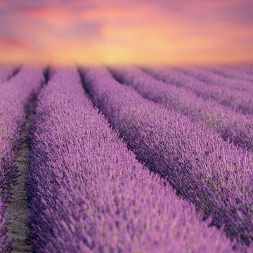 Lavender Field in Polesine, Italy