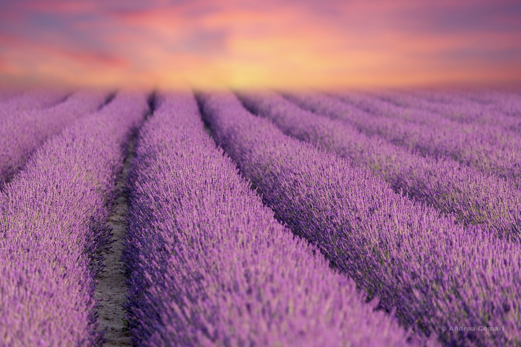 Lavender Field in Polesine, Italy