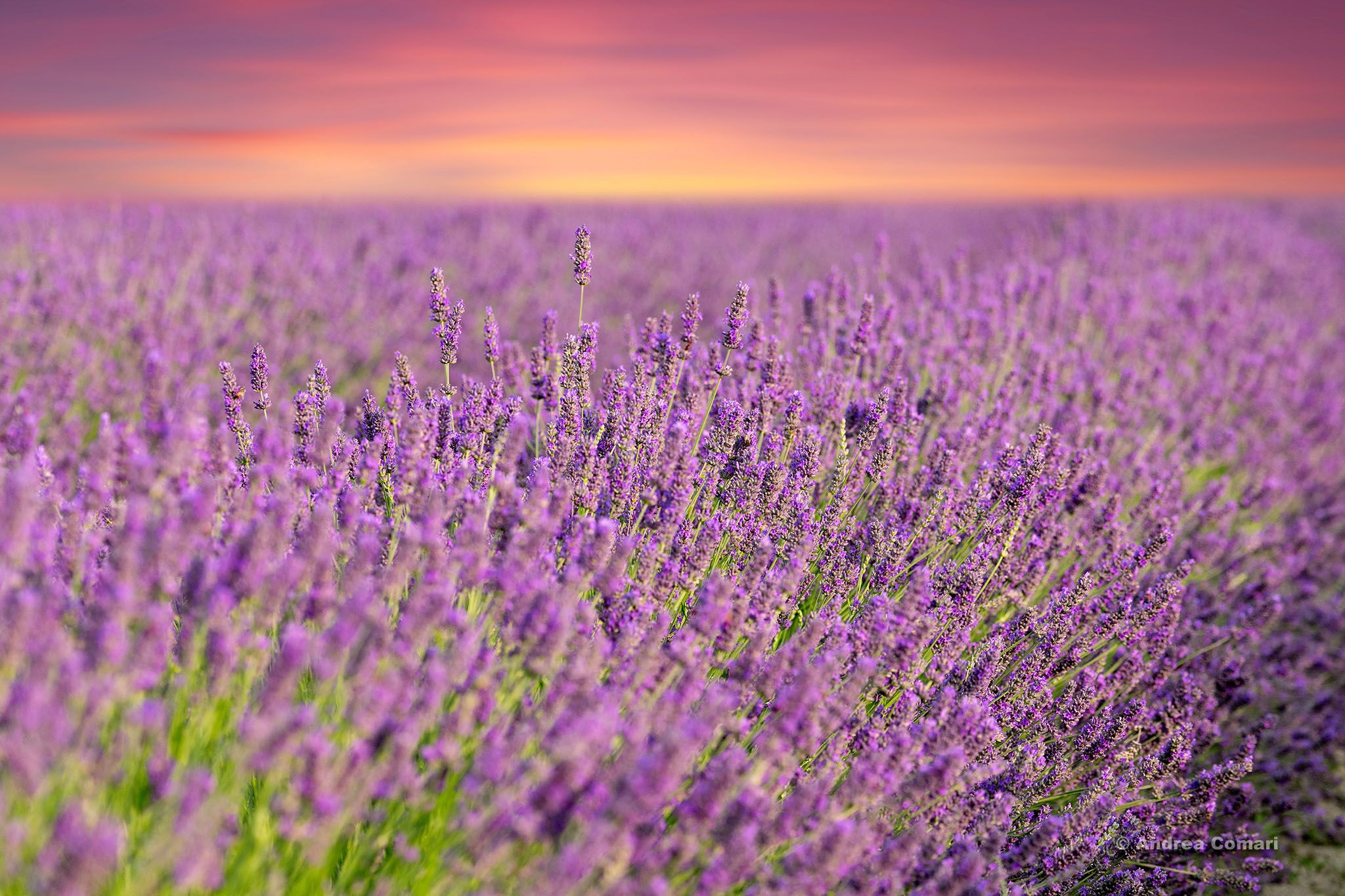 Lavender Field in Polesine, Italy