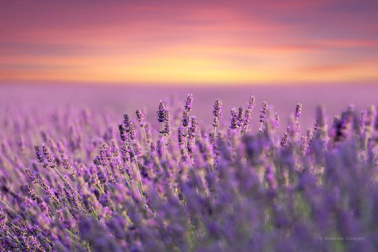 Lavender Field in Polesine