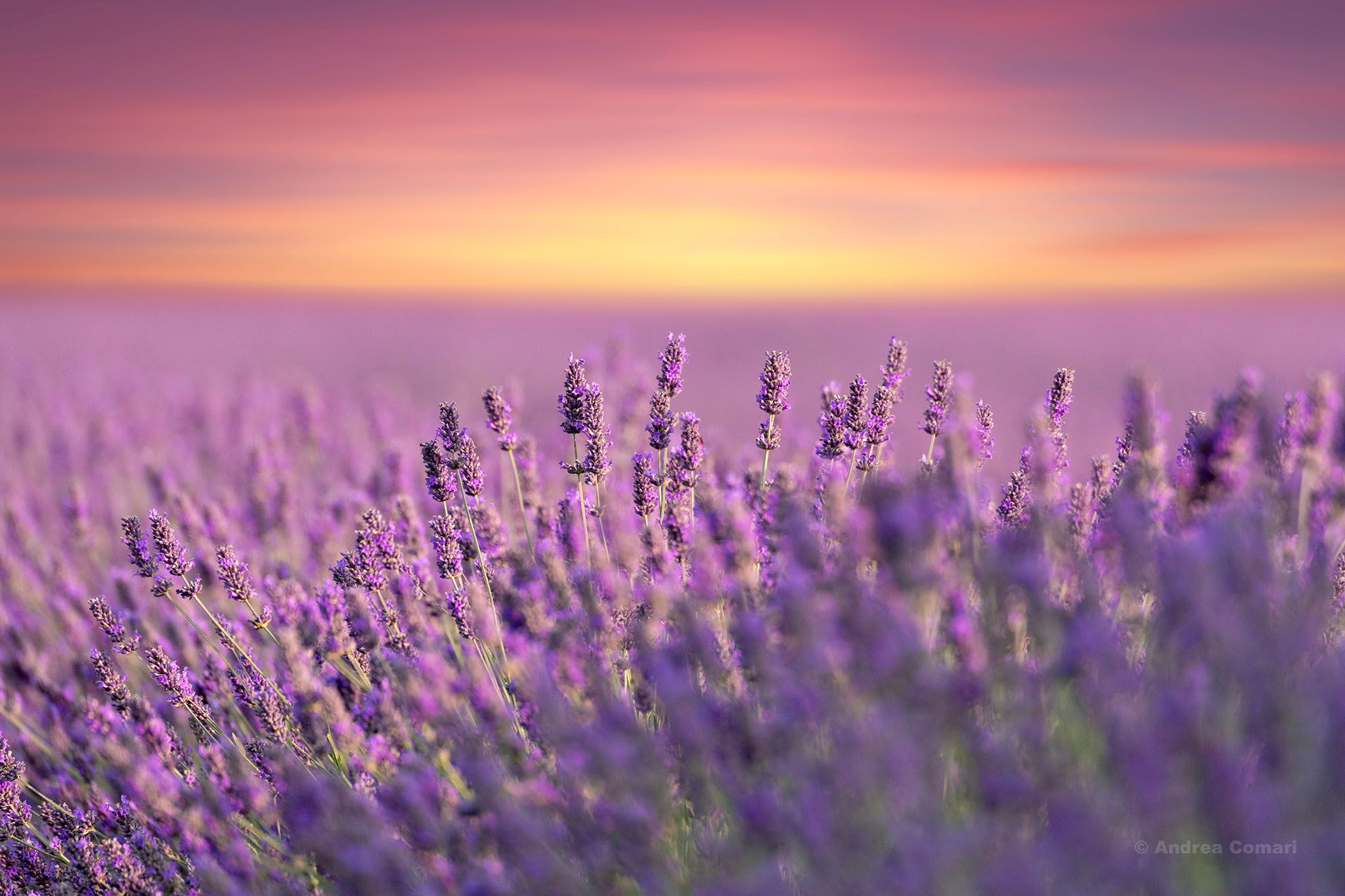 Lavender Field in Polesine, Italy