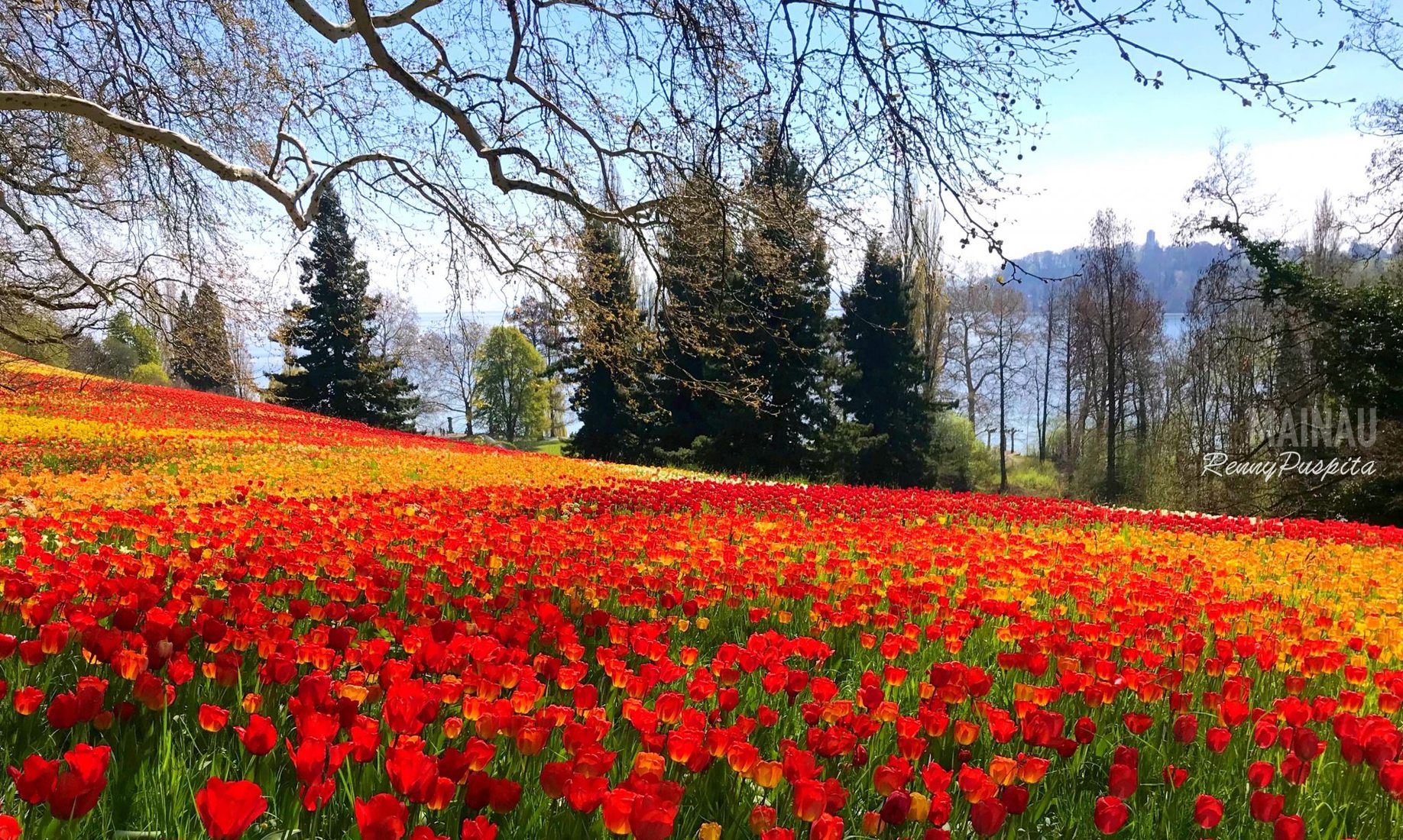 Flower Island Mainau Germany | Best Flower Site