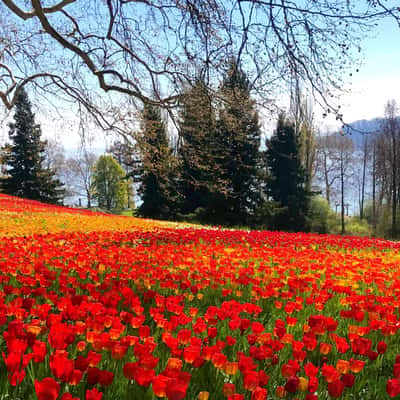 Mainau Island, Germany, Germany