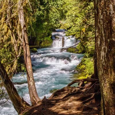 McKenzie River Trail, USA