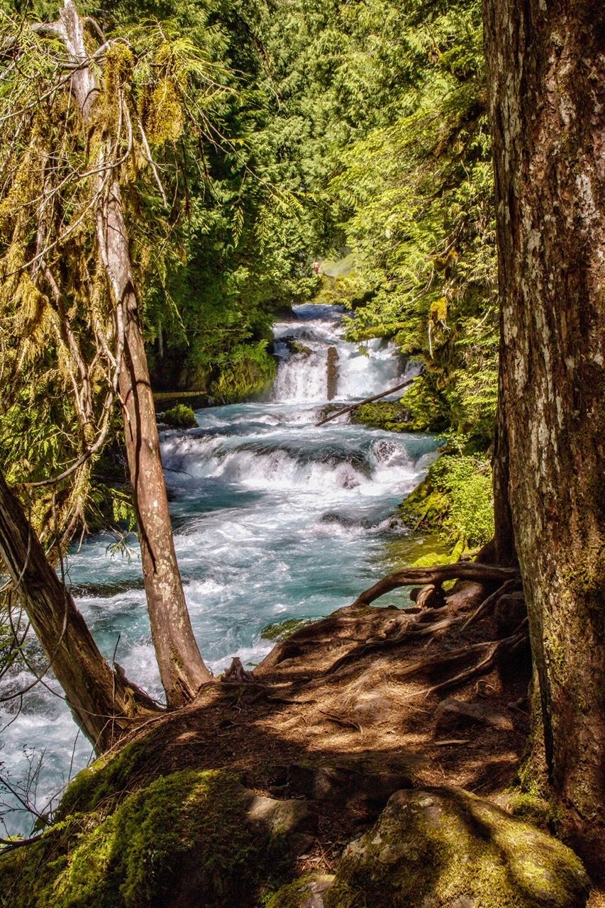 McKenzie River Trail, USA