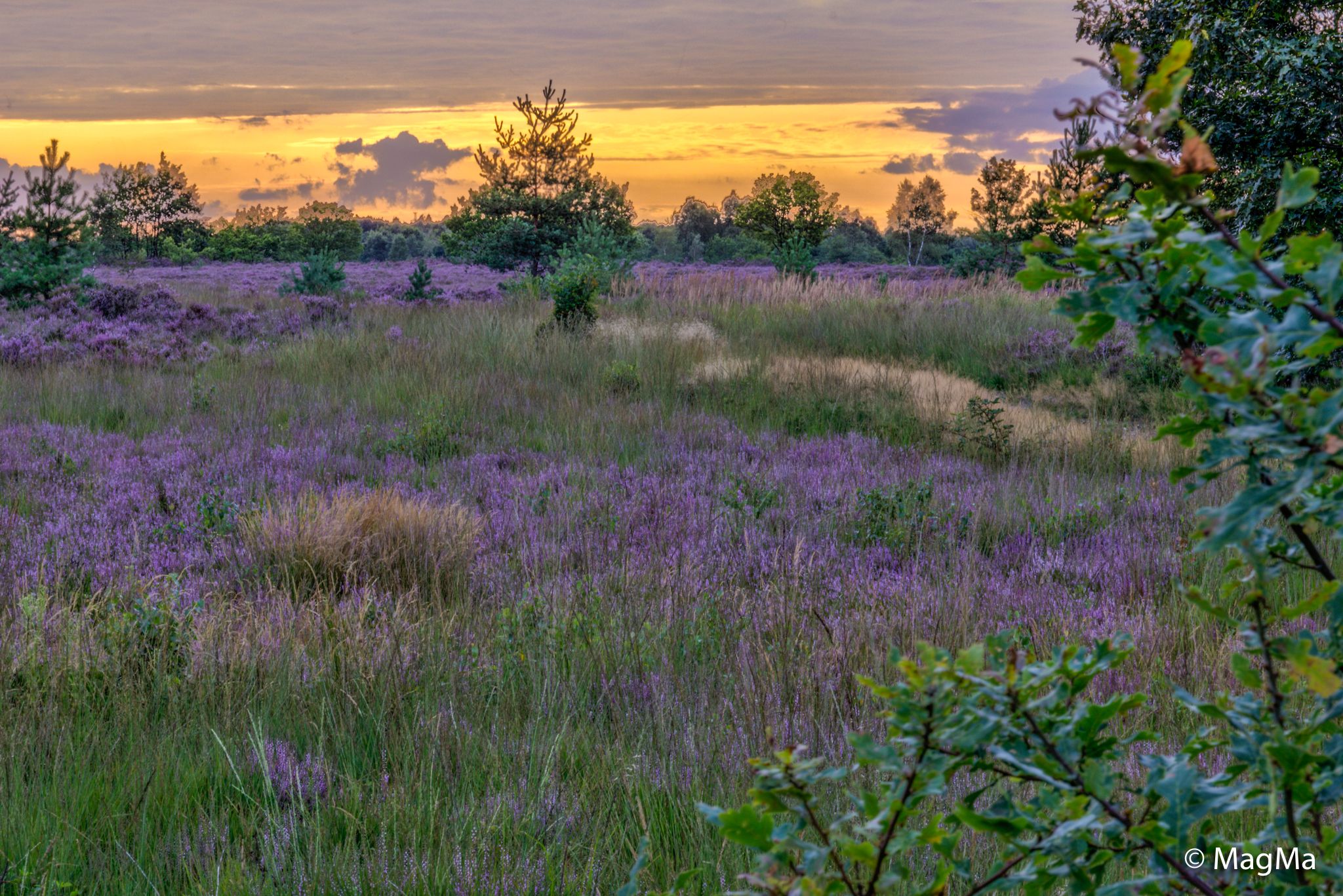 Mechelse Heide, Belgium