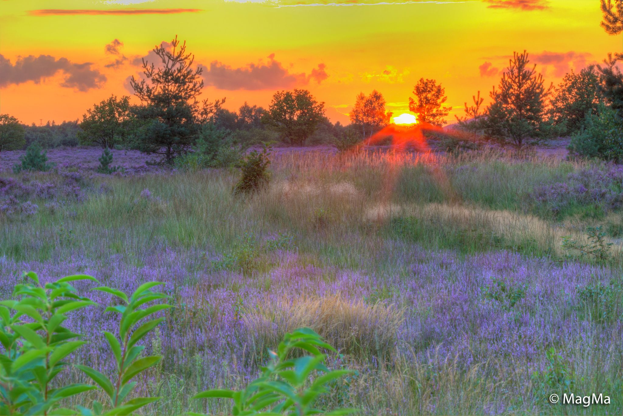 Mechelse Heide, Belgium