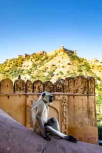 Monkey Amber Fort and wall Jaipur