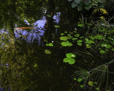 Mounts Botanical Gardens