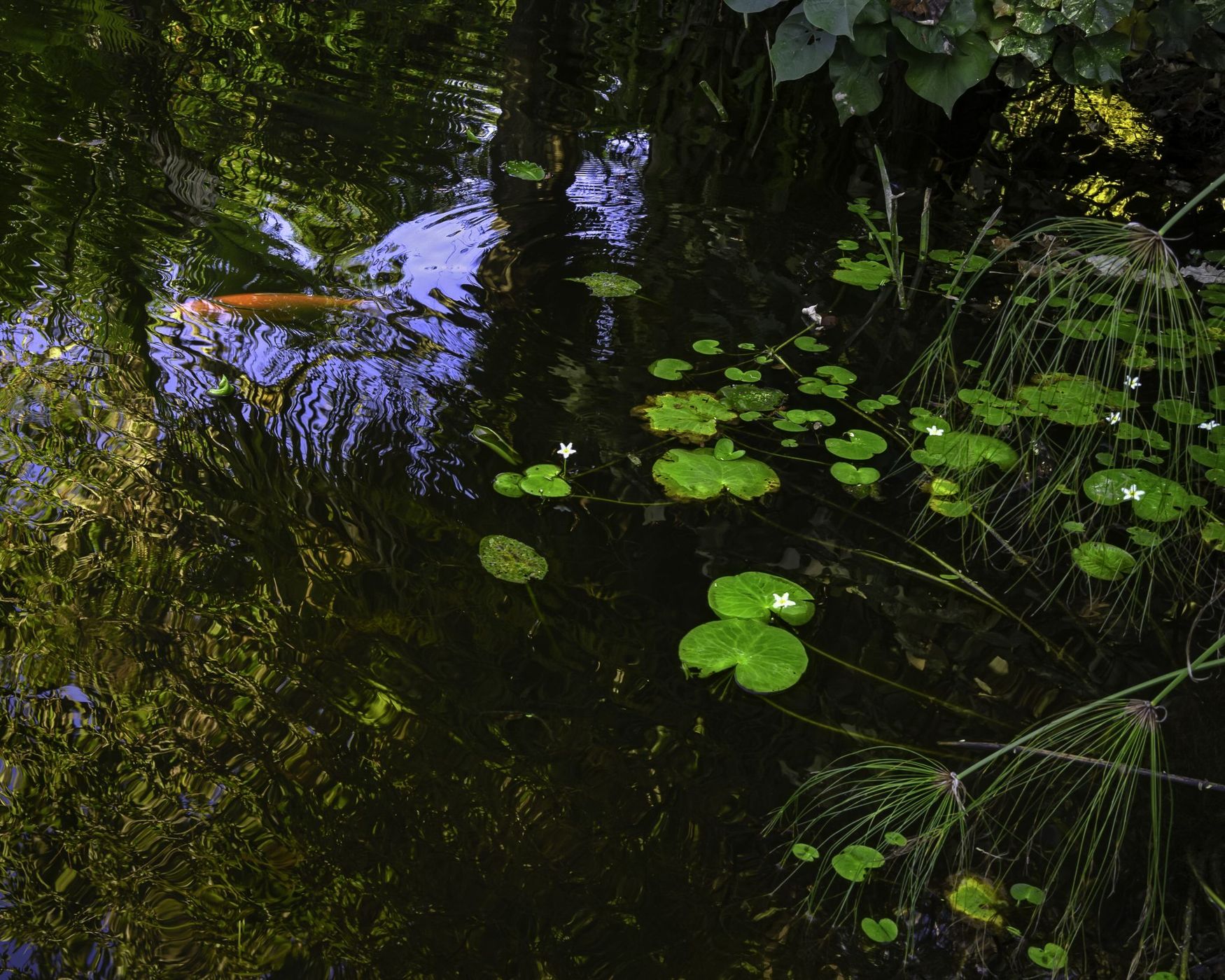 Mounts Botanical Gardens, USA