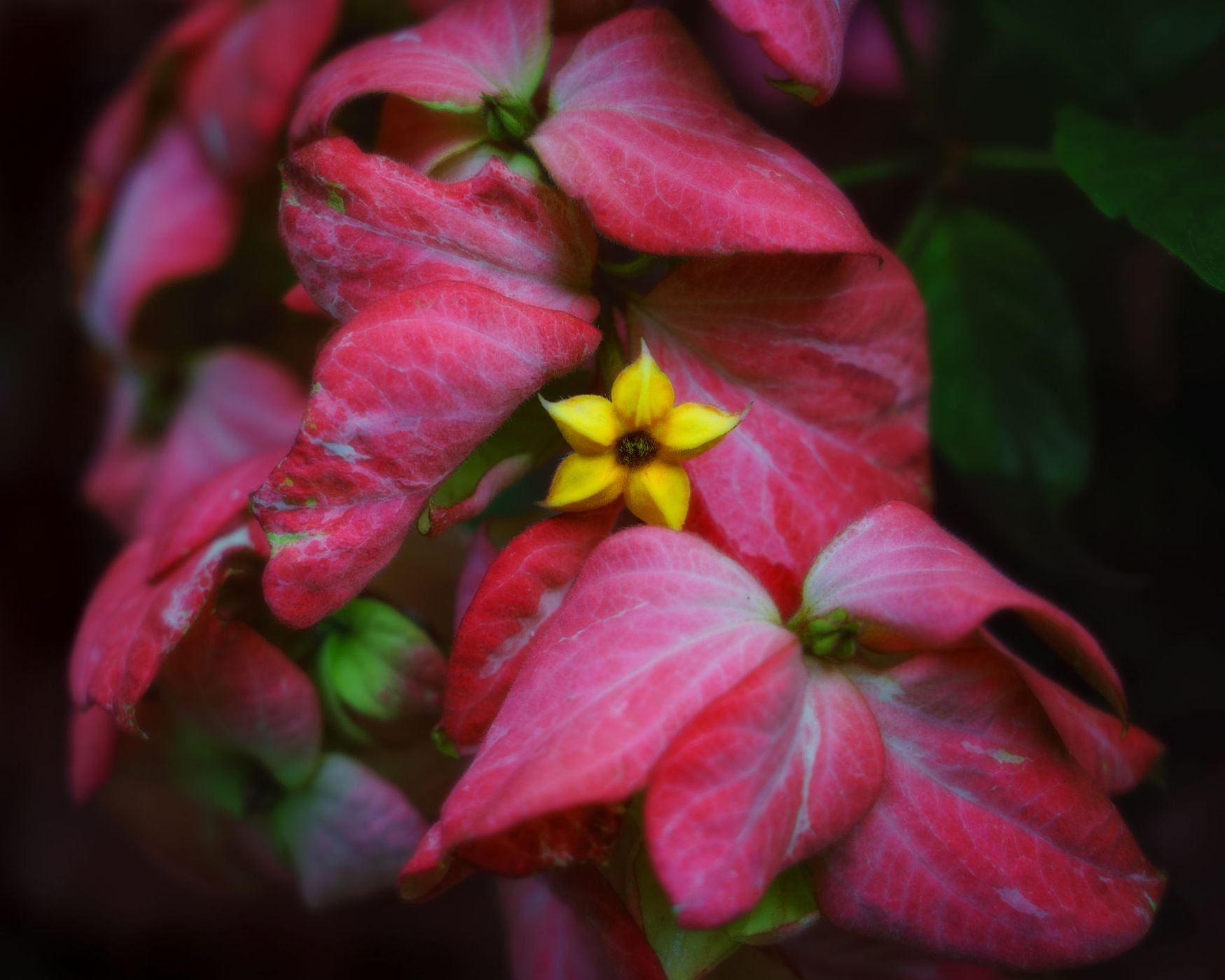 Mounts Botanical Gardens, USA