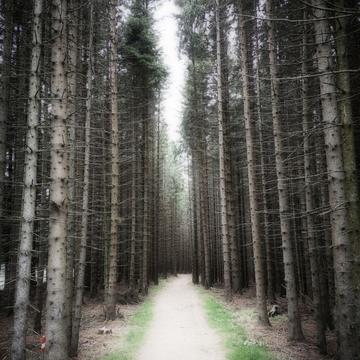 Mystic Wood, Austria