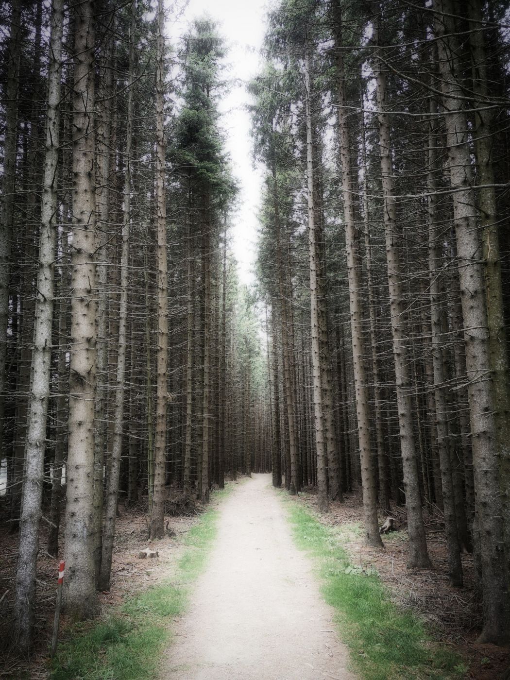 Mystic Wood, Austria