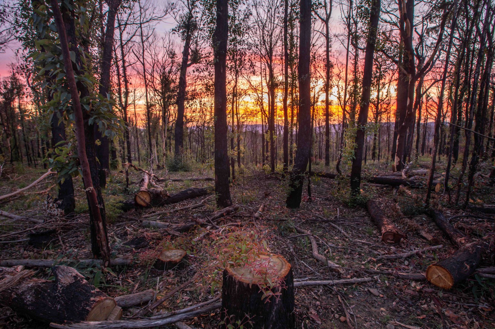 New Growth after the fires at Sunrise, Bilpin New South Wales, Australia