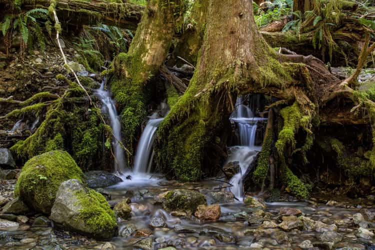 Opal Creek Trail
