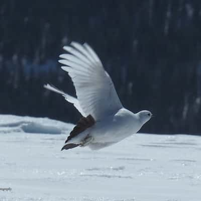 Ptarmigans place, Austria