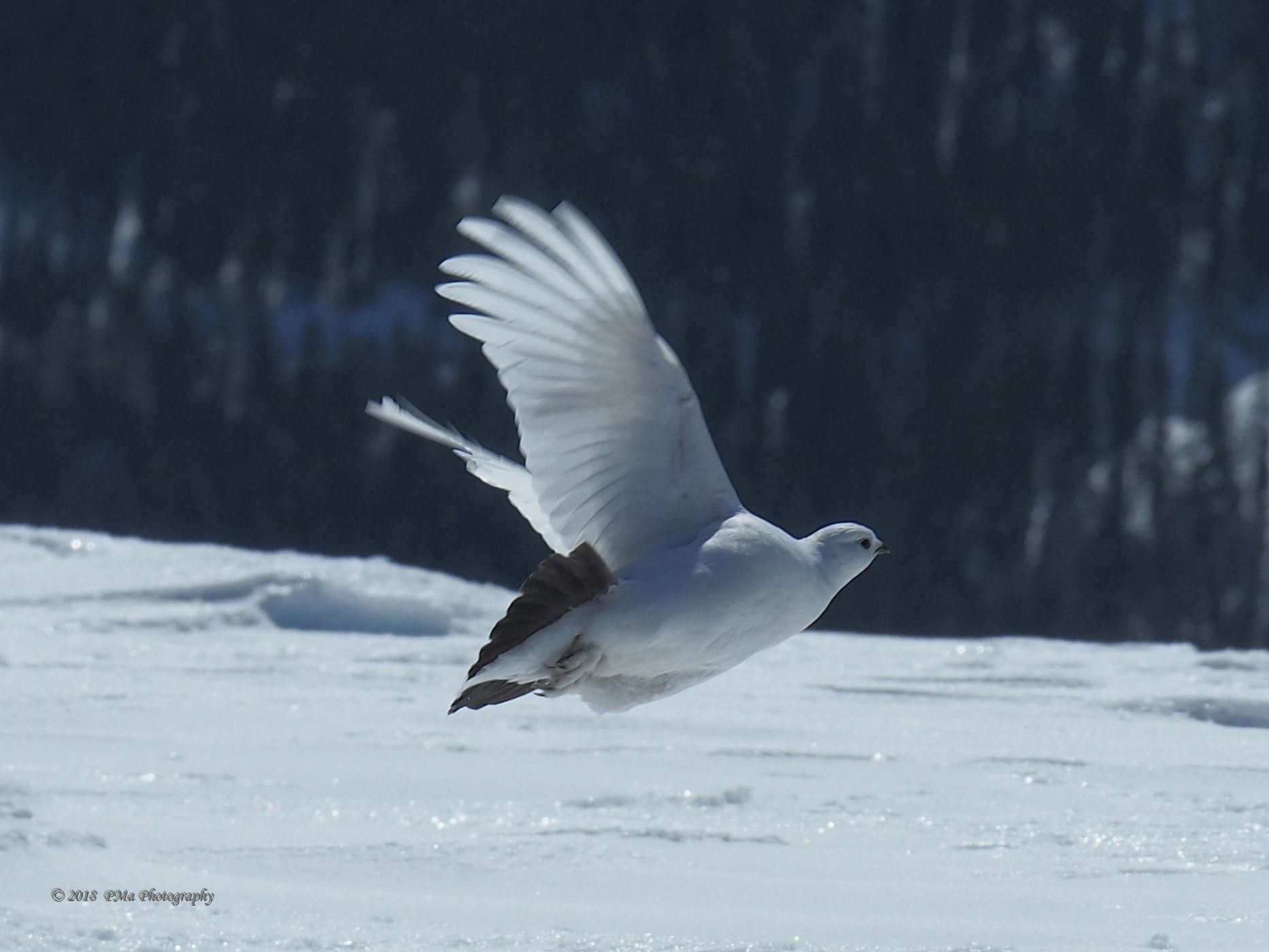 Ptarmigans place, Austria