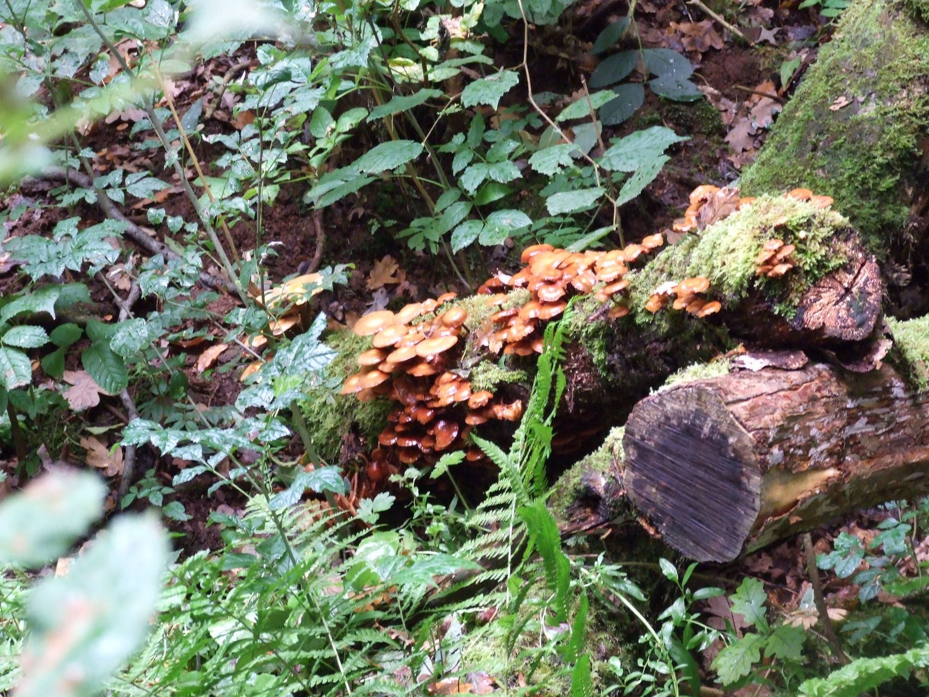 Puzzlewood, United Kingdom