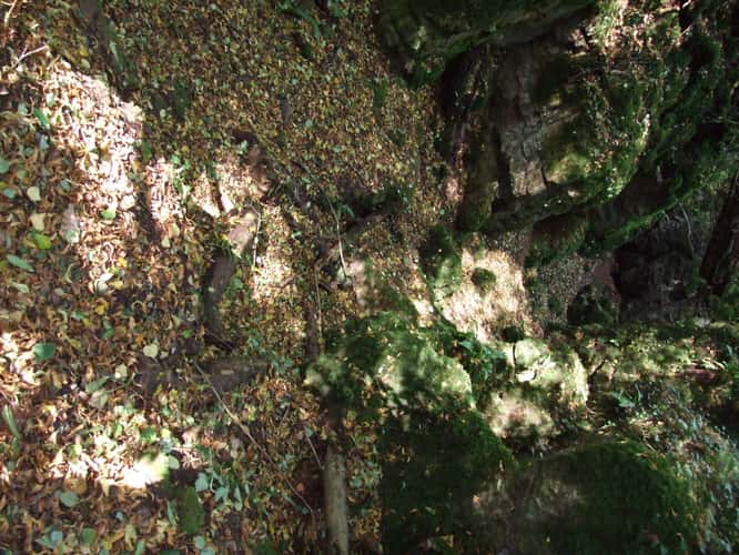 Puzzlewood