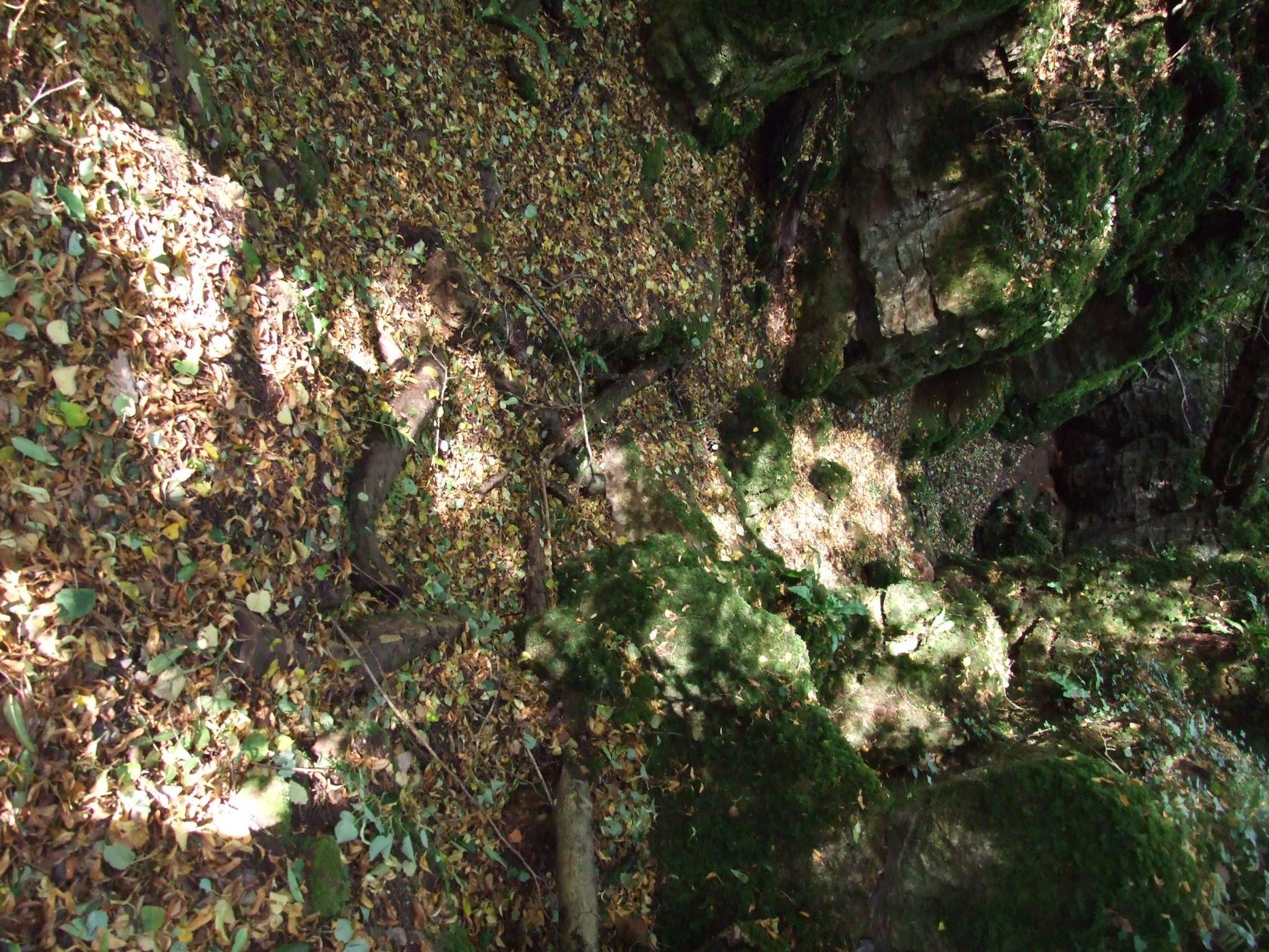 Puzzlewood, United Kingdom